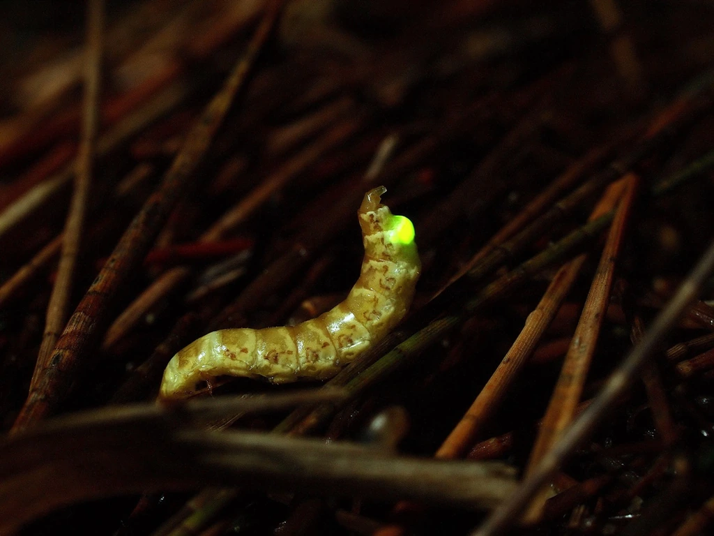 A female firefly emitting green light among pine needles in the Matsu Islands