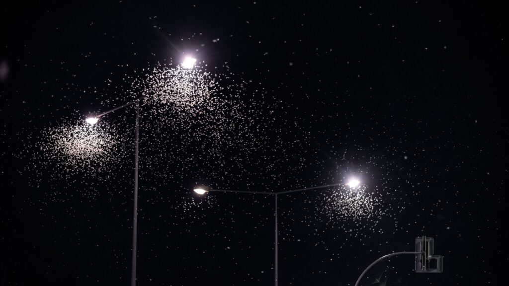 Do LED Lights Attract Bugs?