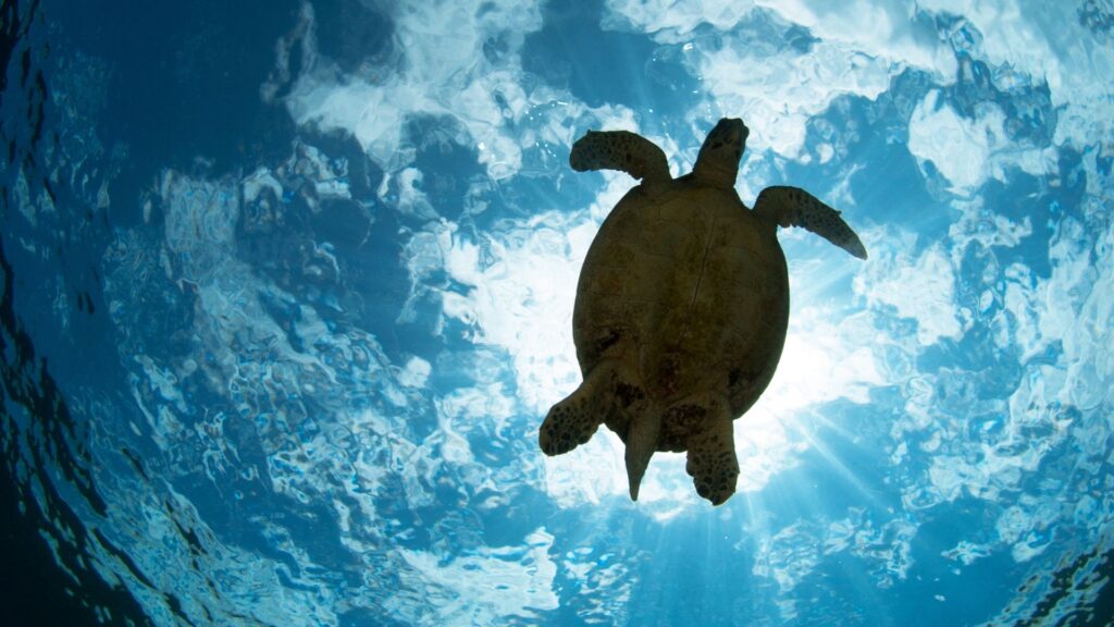 Eco-Friendly Streetlights