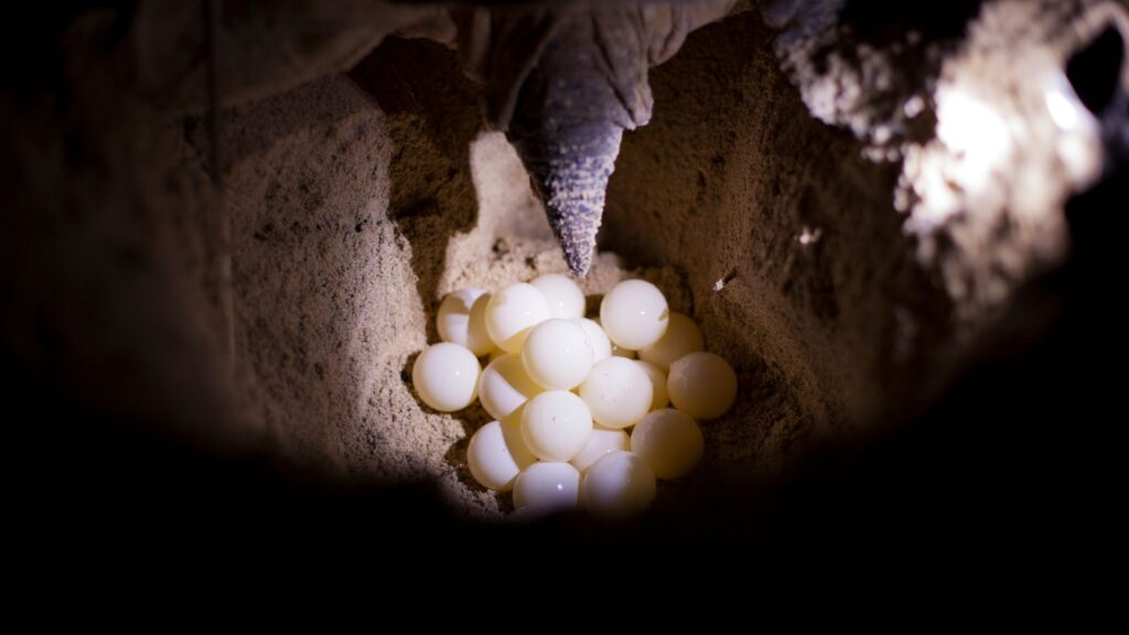 Sea turtle hatchlings mistake artificial light for moonlight, leading them away from the ocean and towards danger.