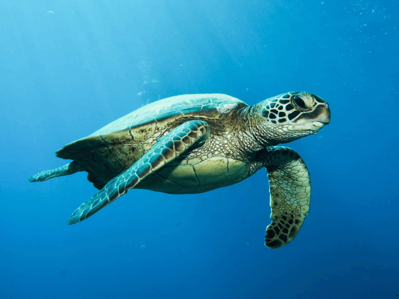 海龜與光害 sea turtles and light pollution