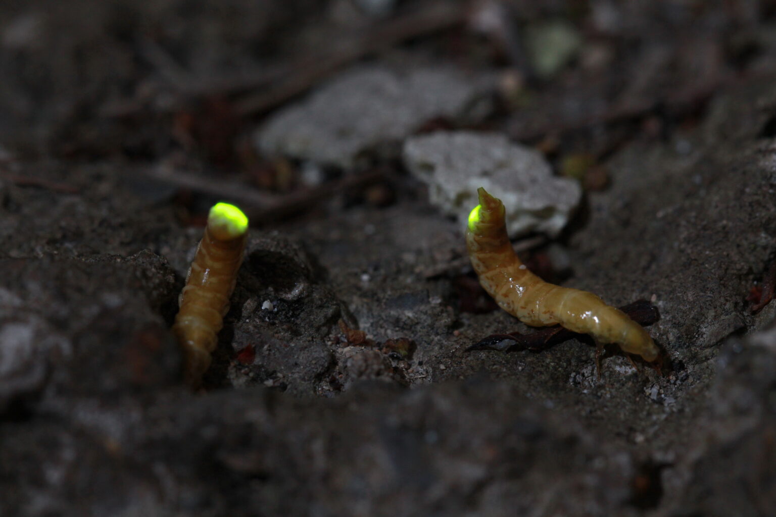 Image 3: Matsu Female Firefly – Photo Courtesy of Prof. Chia-Hung Hsieh, CCU
