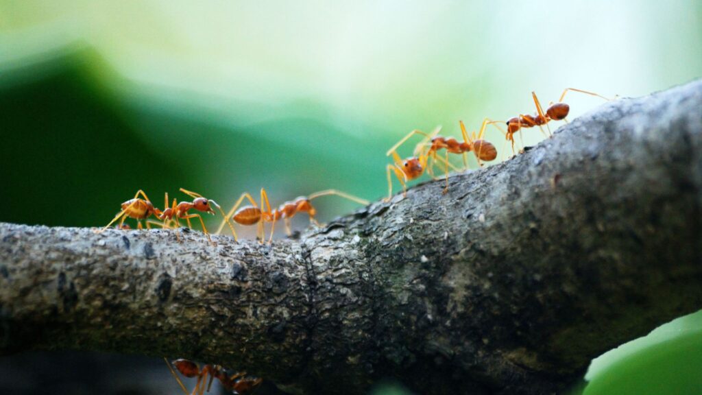 From Ants to Sustainability: Professor Chung-Chi Lin’s Journey in Ecological Decoding