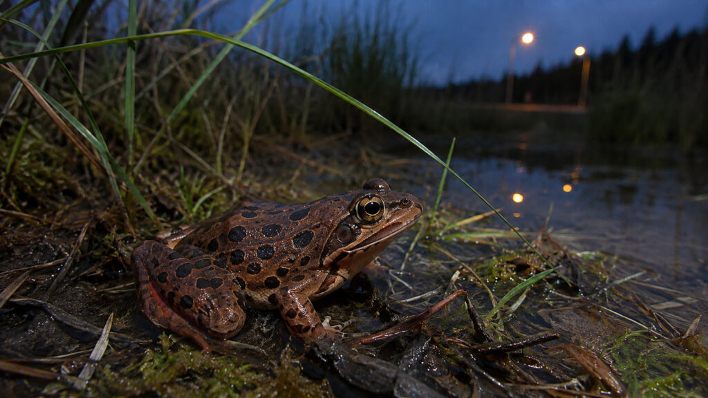 leotek-oregon-spotted-frog-ecological-outdoor-lighting-cover