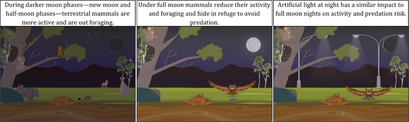Three panels illustrate mammal activity and predation context under darker moon phases, a full moon and artificial light at night.