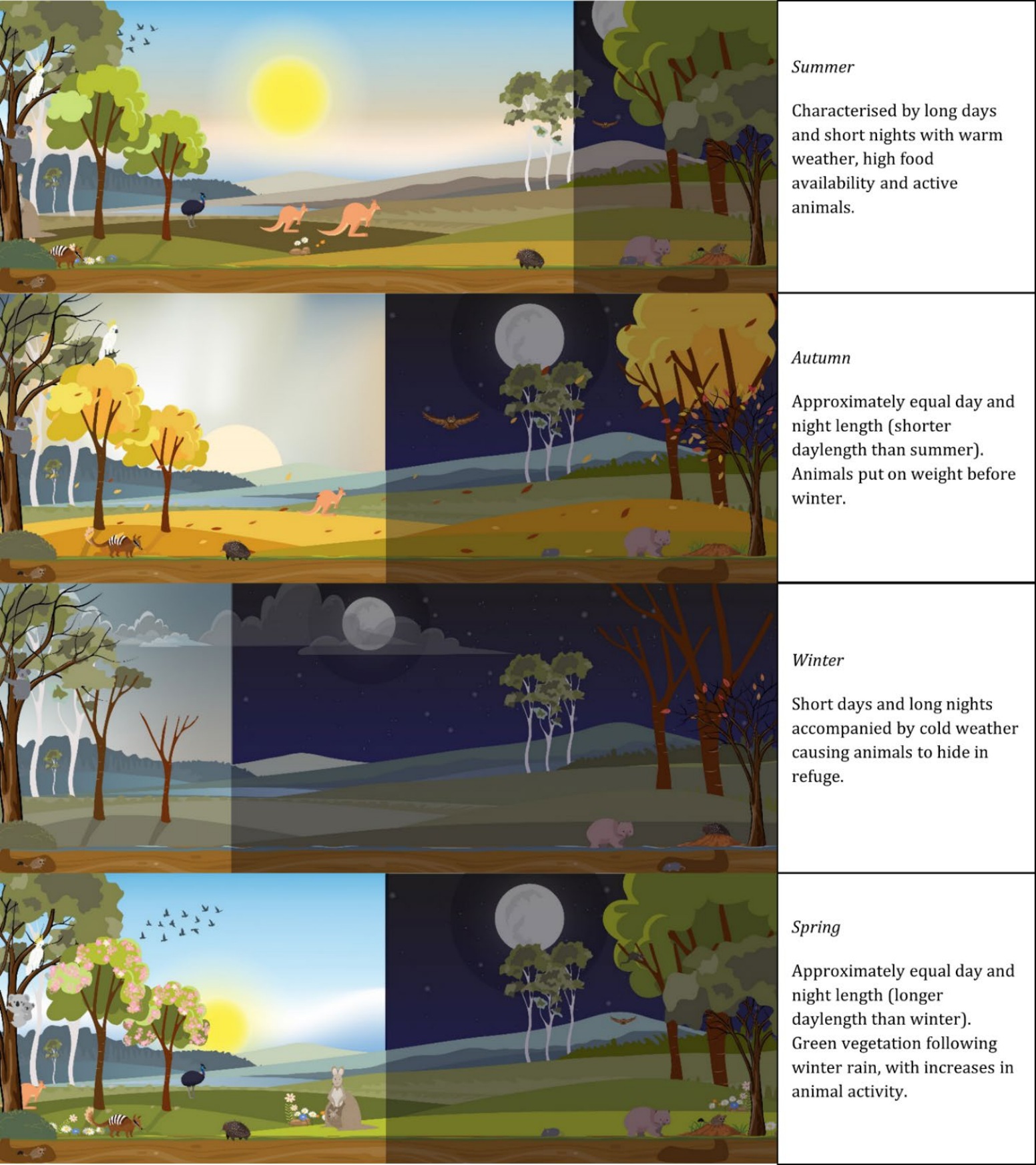 Four seasonal panels show day length and environmental conditions in an Australian wildlife guideline.