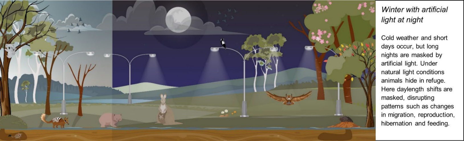 Disruption of seasonal lighting cues by artificial light at night