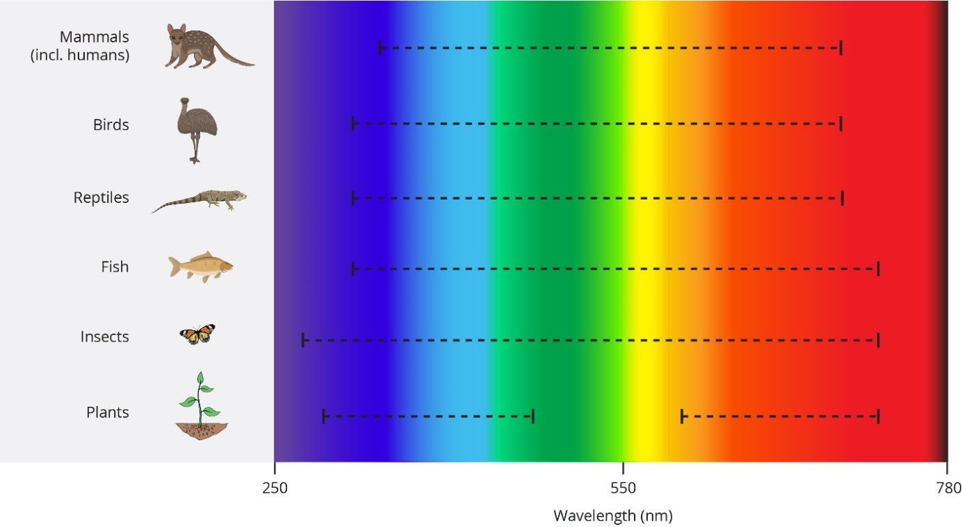 Indicative spectral-detection ranges across mammal, bird, reptile, fish, insect and plant groups, with a wavelength axis.