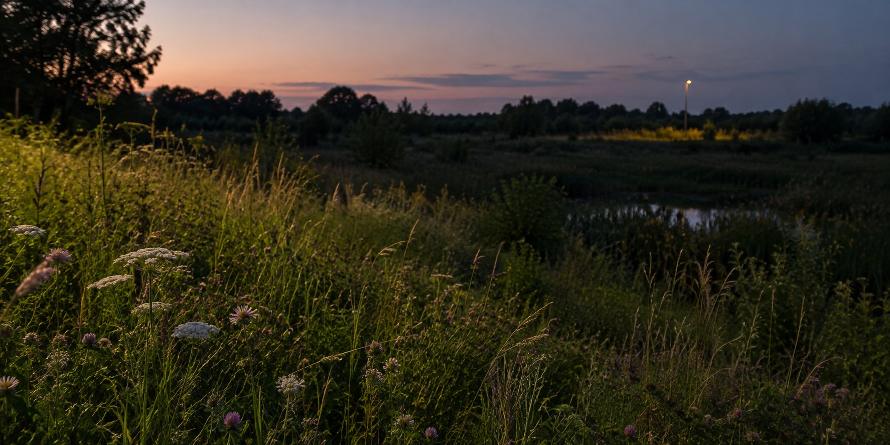 Light Beyond the Lit Area: Pollination, Seed Predation and Habitat Edges