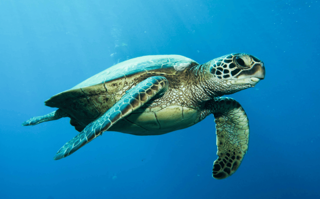 海龜與光害 sea turtles and light pollution